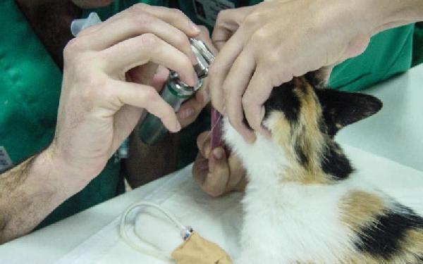 intubacion-gatos-ceu-uch-sydney IR